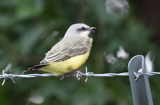 Image of Western Kingbird