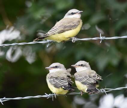 Image of Western Kingbird