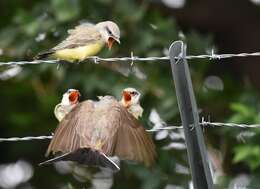 Image of Western Kingbird