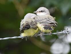 Image of Western Kingbird