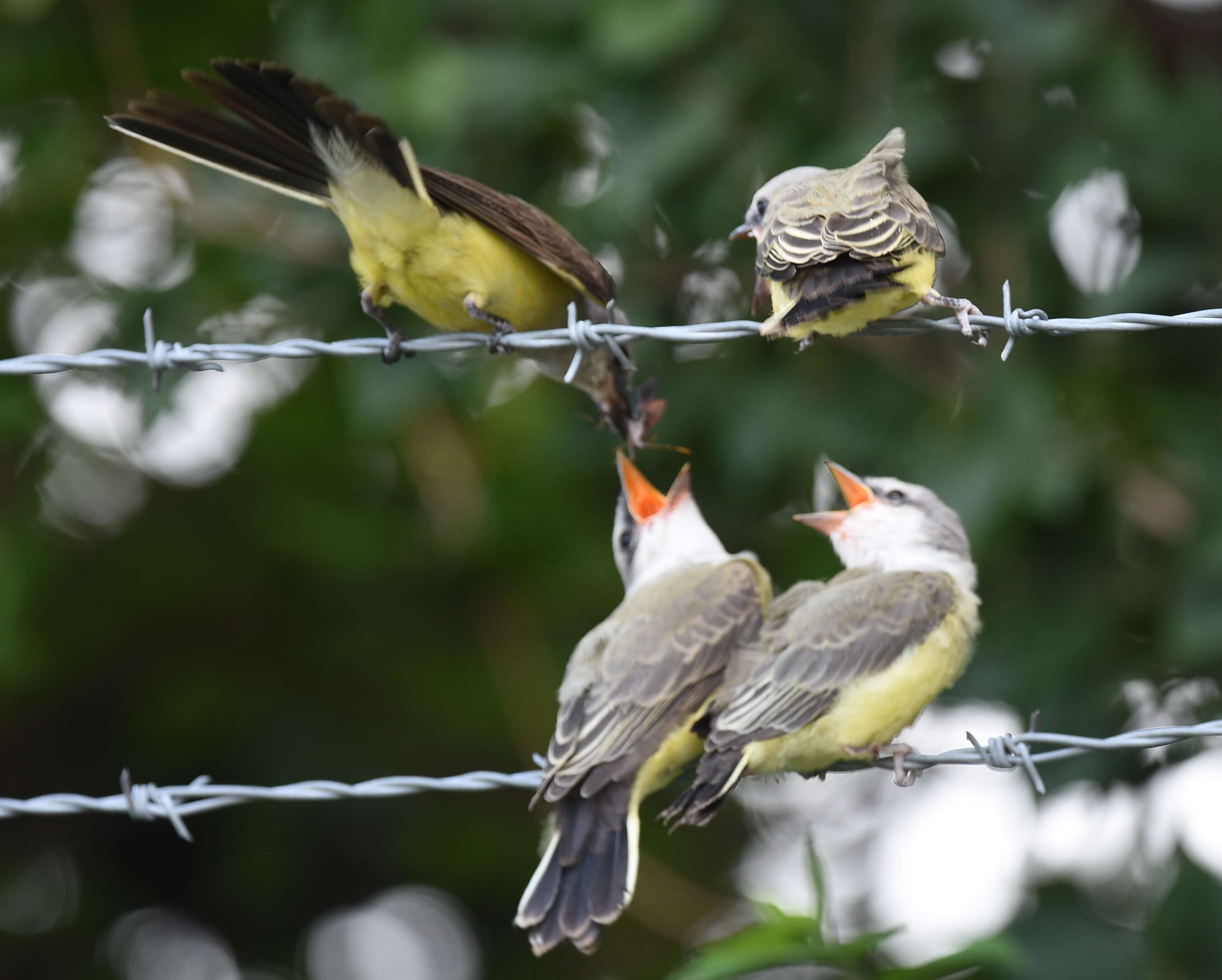 Image of Western Kingbird