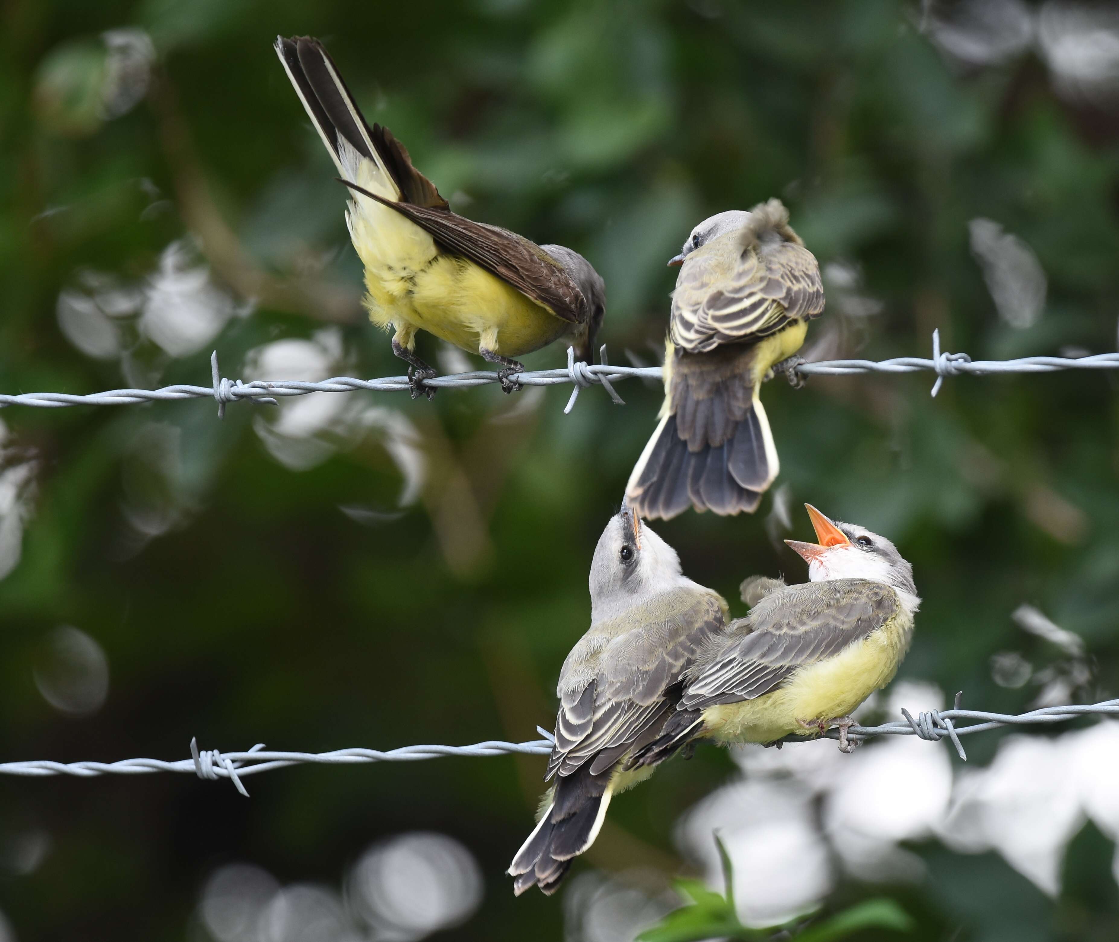 Image of Western Kingbird