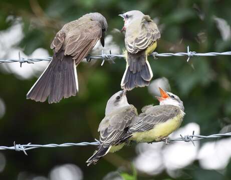 Image of Western Kingbird