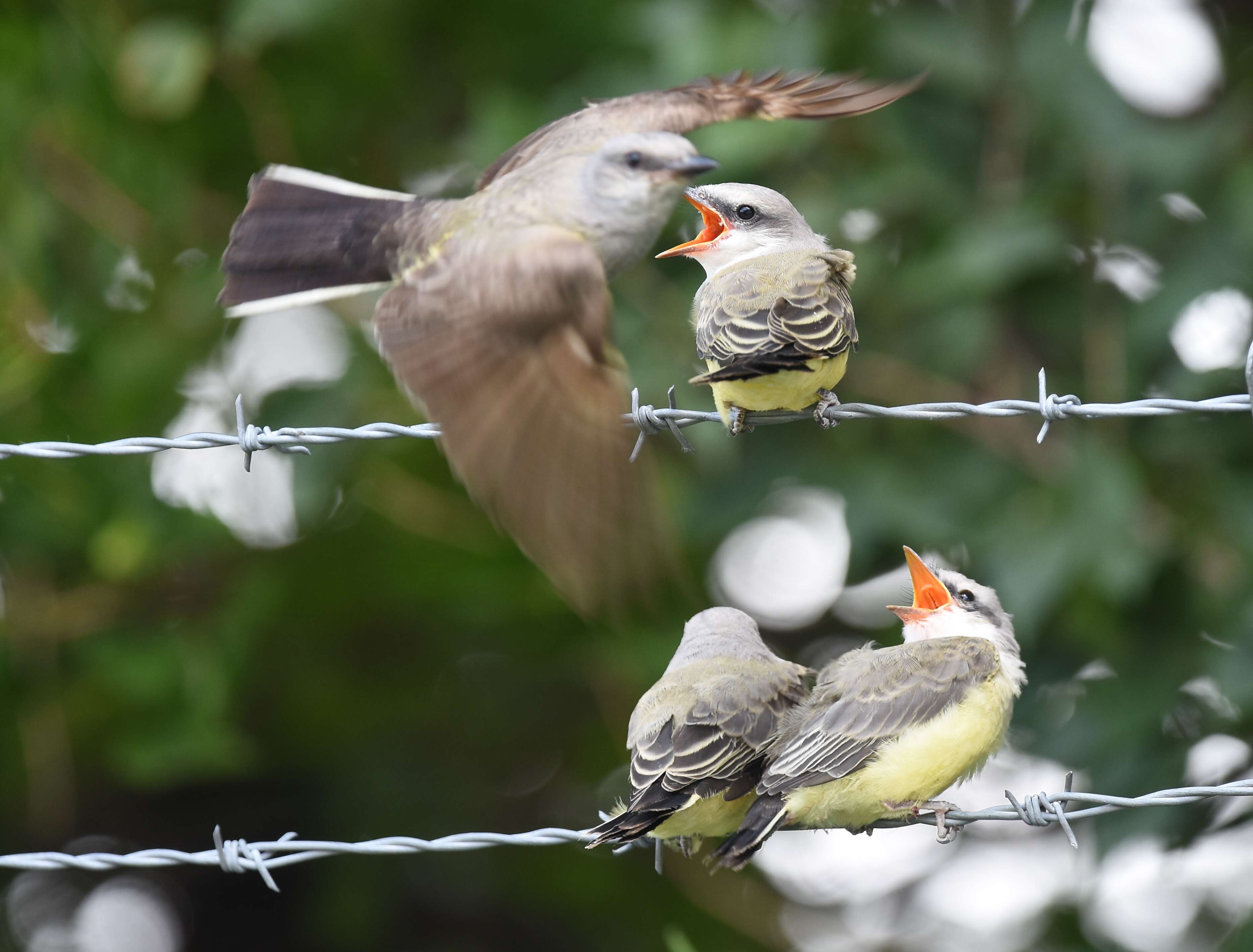 Image of Western Kingbird