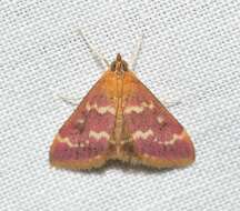 Image of Raspberry Pyrausta