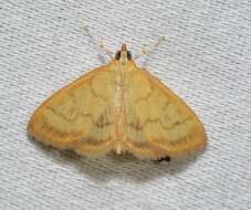 Image of Pale-winged Crocidophora moth