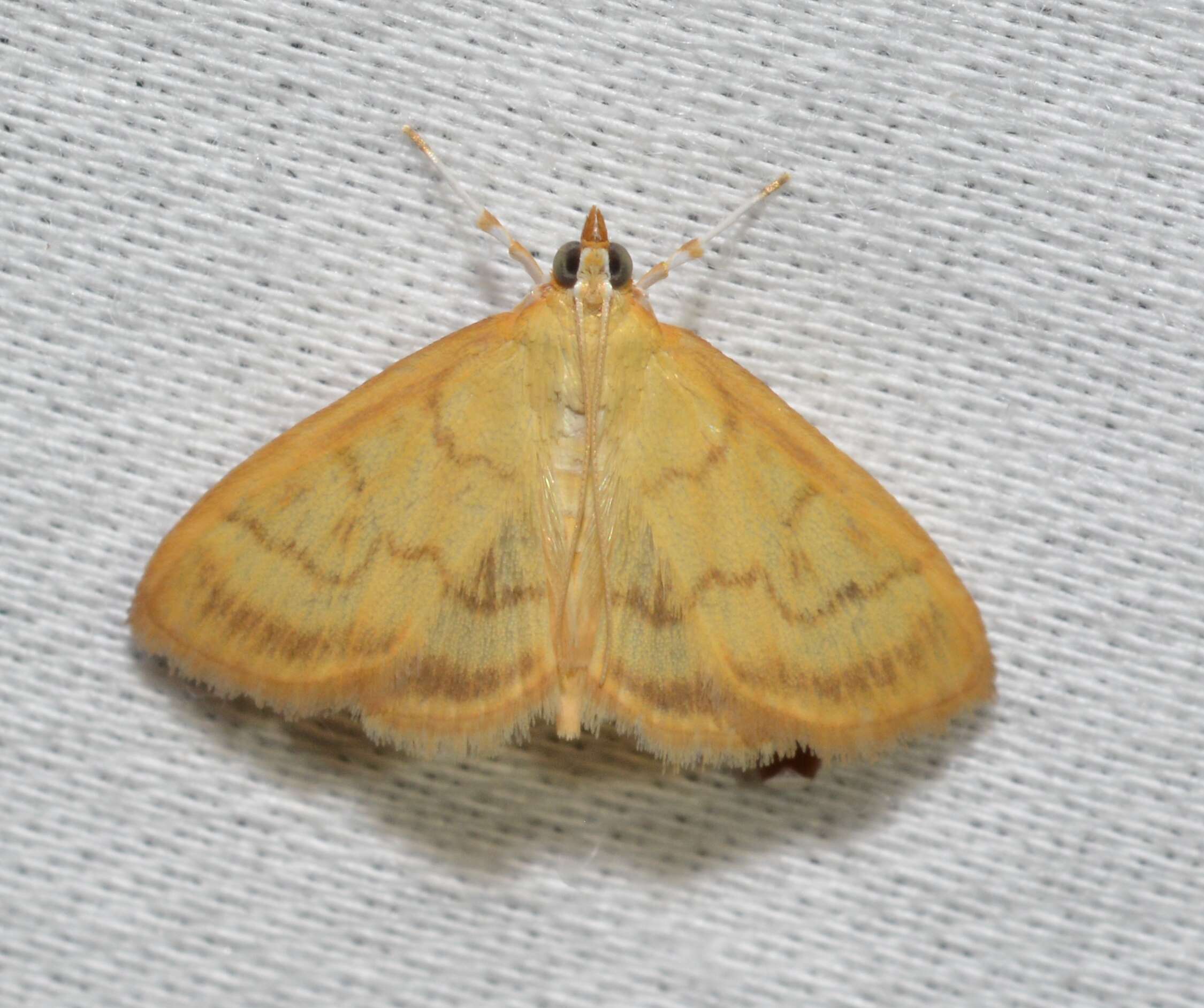 Image of Pale-winged Crocidophora moth