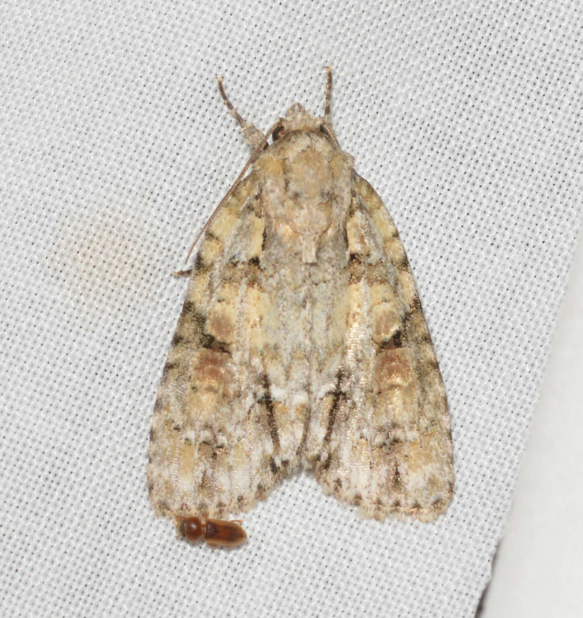 Image of Exiled Dagger Moth