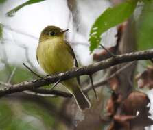 Image of Yellow-bellied Flycatcher