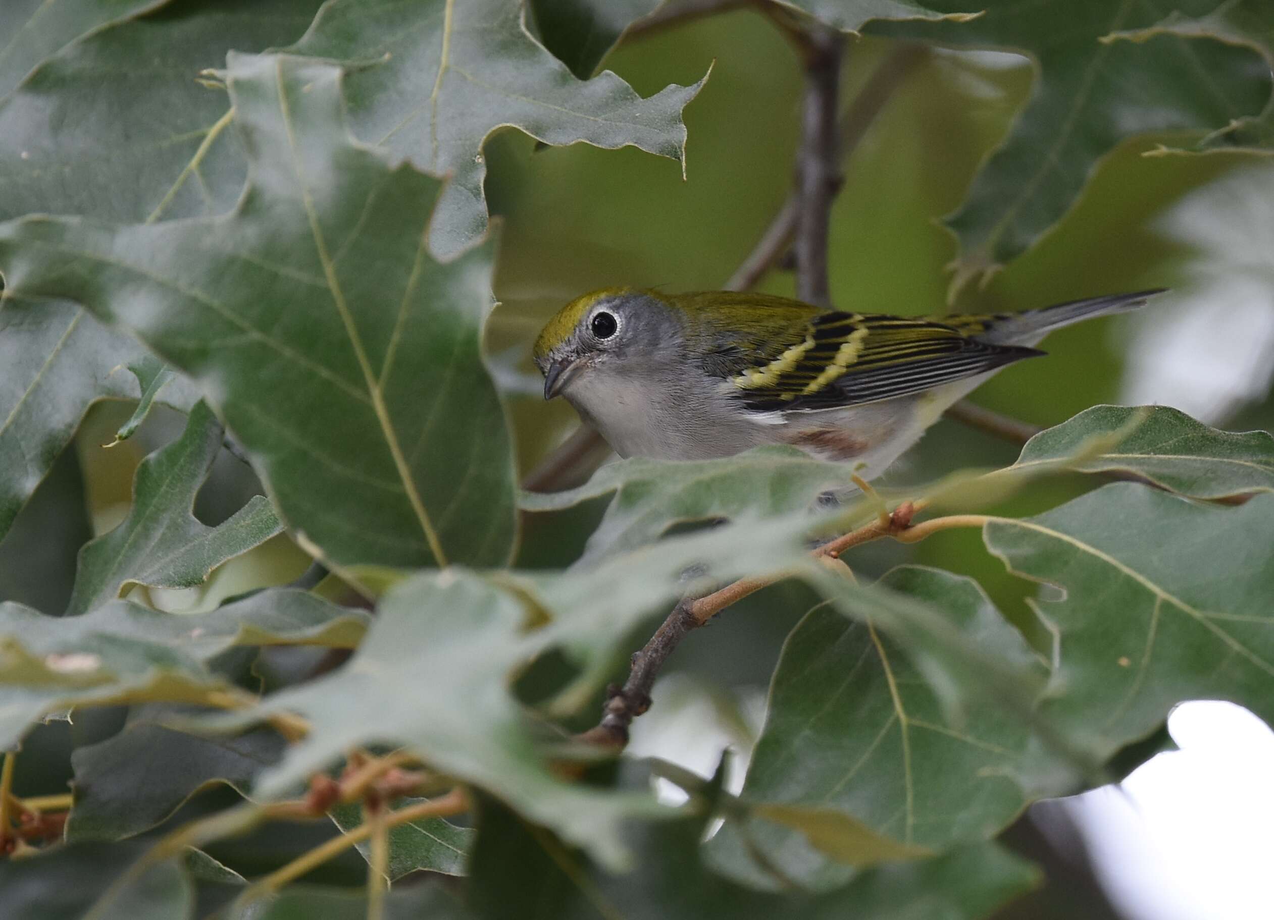 Image of Chestnut-sided Warbler