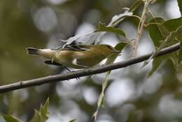 Image of Bay-breasted Warbler