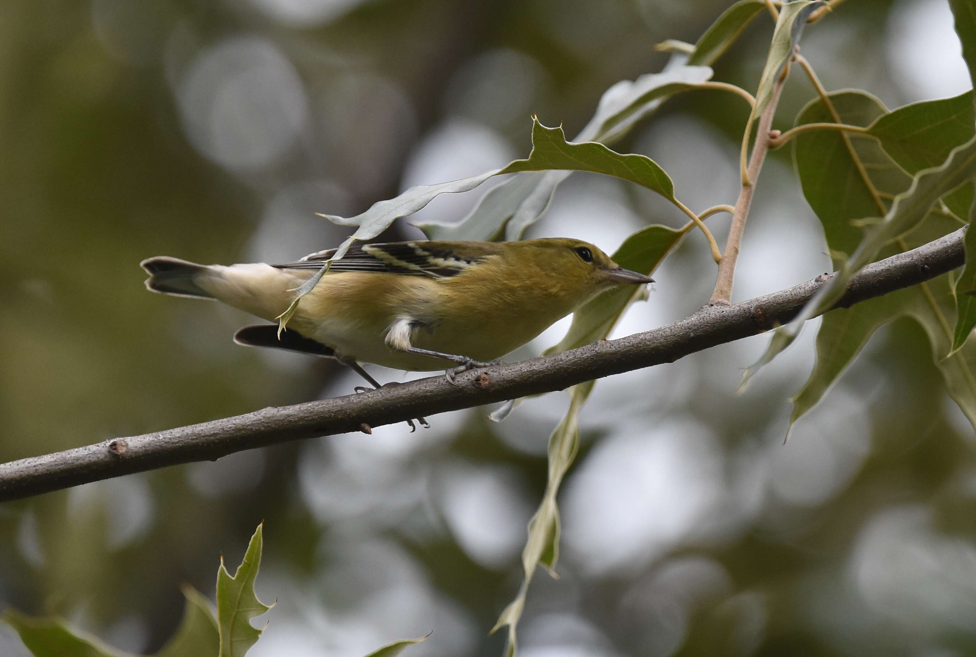 Image of Bay-breasted Warbler