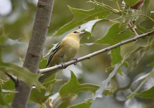 Image of Bay-breasted Warbler