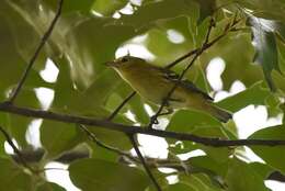 Image of Bay-breasted Warbler