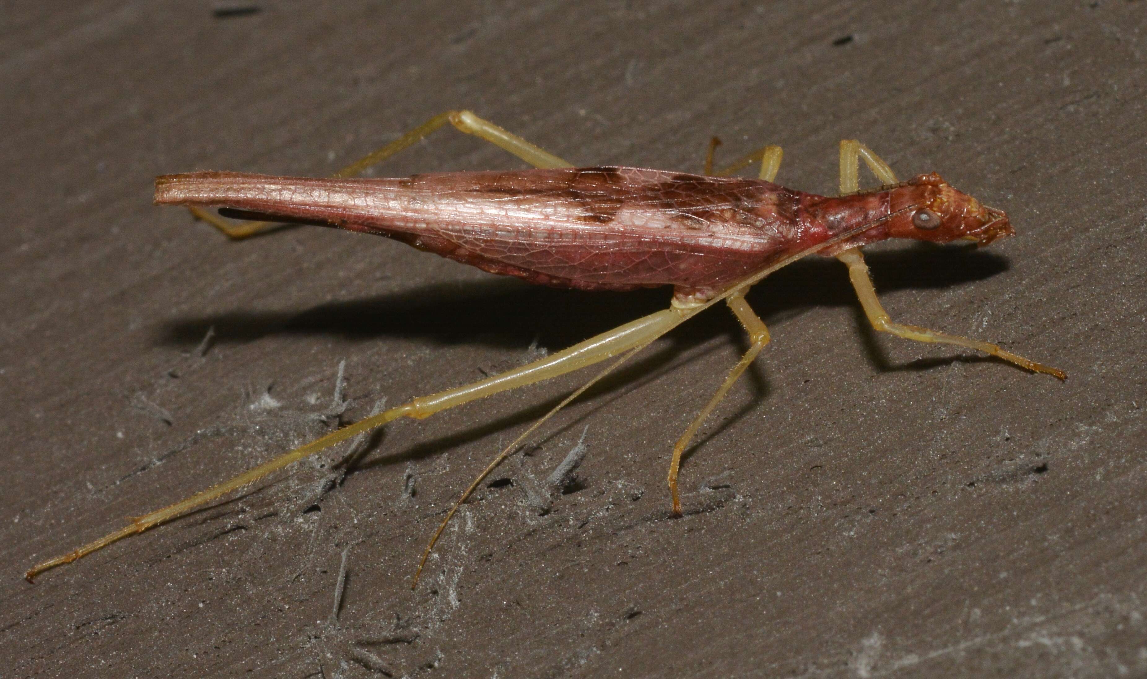 Image of Two-spotted Tree Cricket