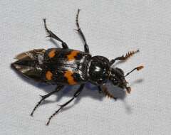 Image of Roundneck Sexton Beetle