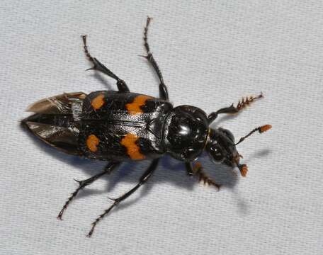 Image of Roundneck Sexton Beetle