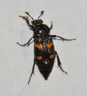 Image of Roundneck Sexton Beetle