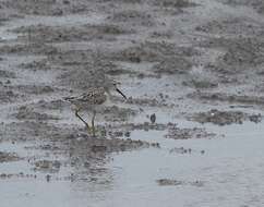 Image of Stilt Sandpiper