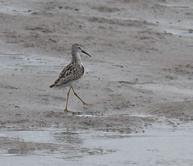 Image of Stilt Sandpiper