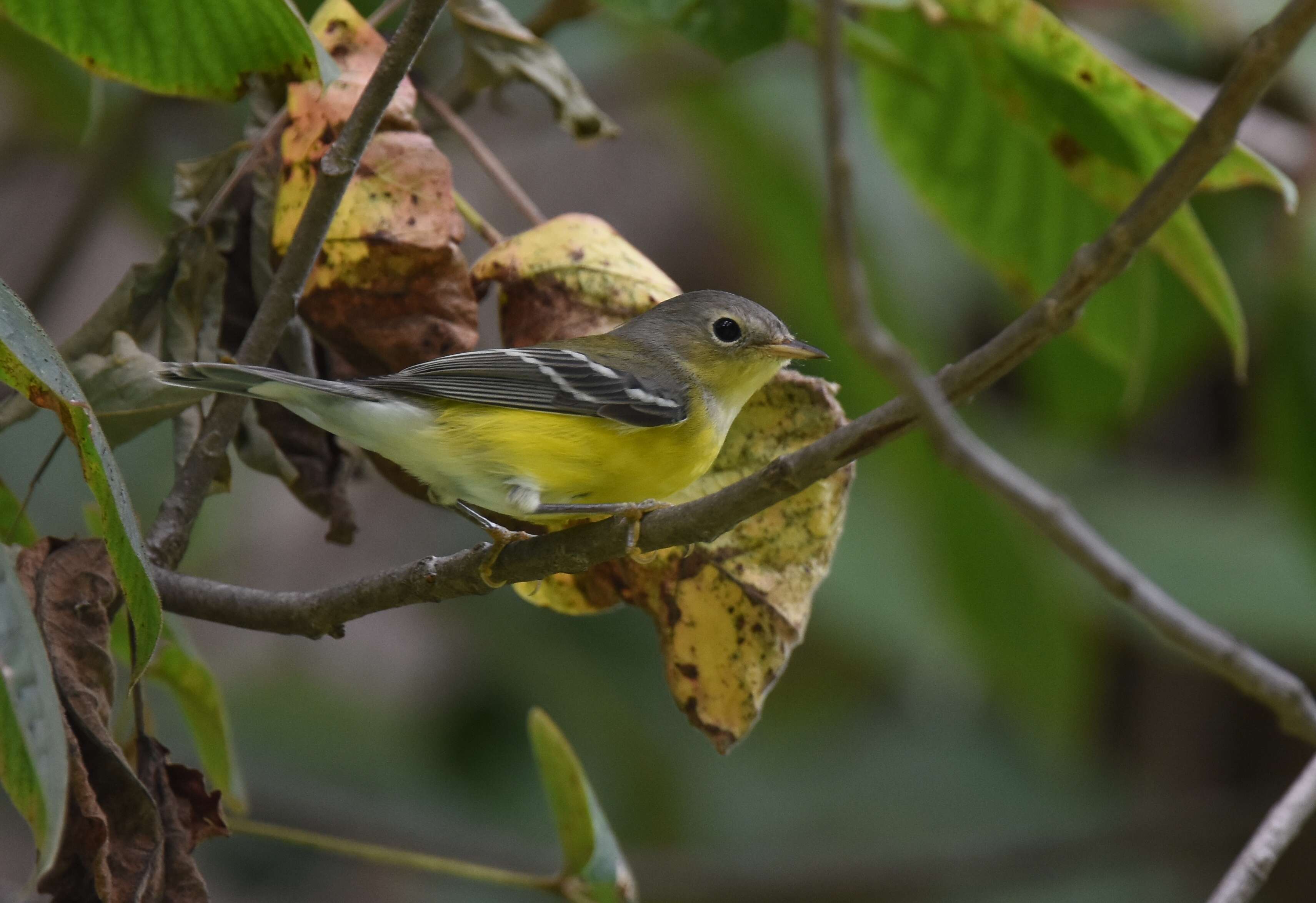 Image of Magnolia Warbler