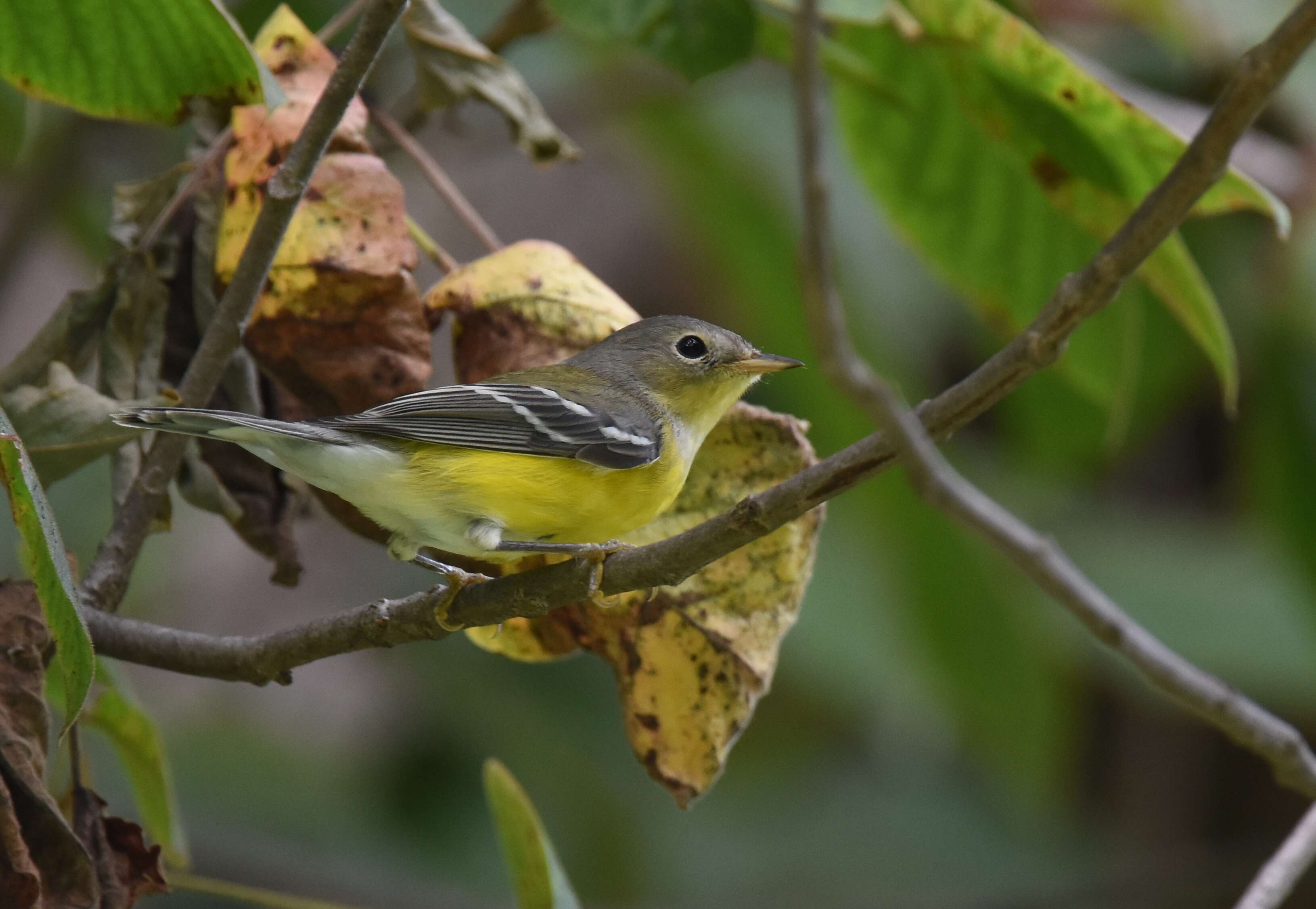 Image of Magnolia Warbler