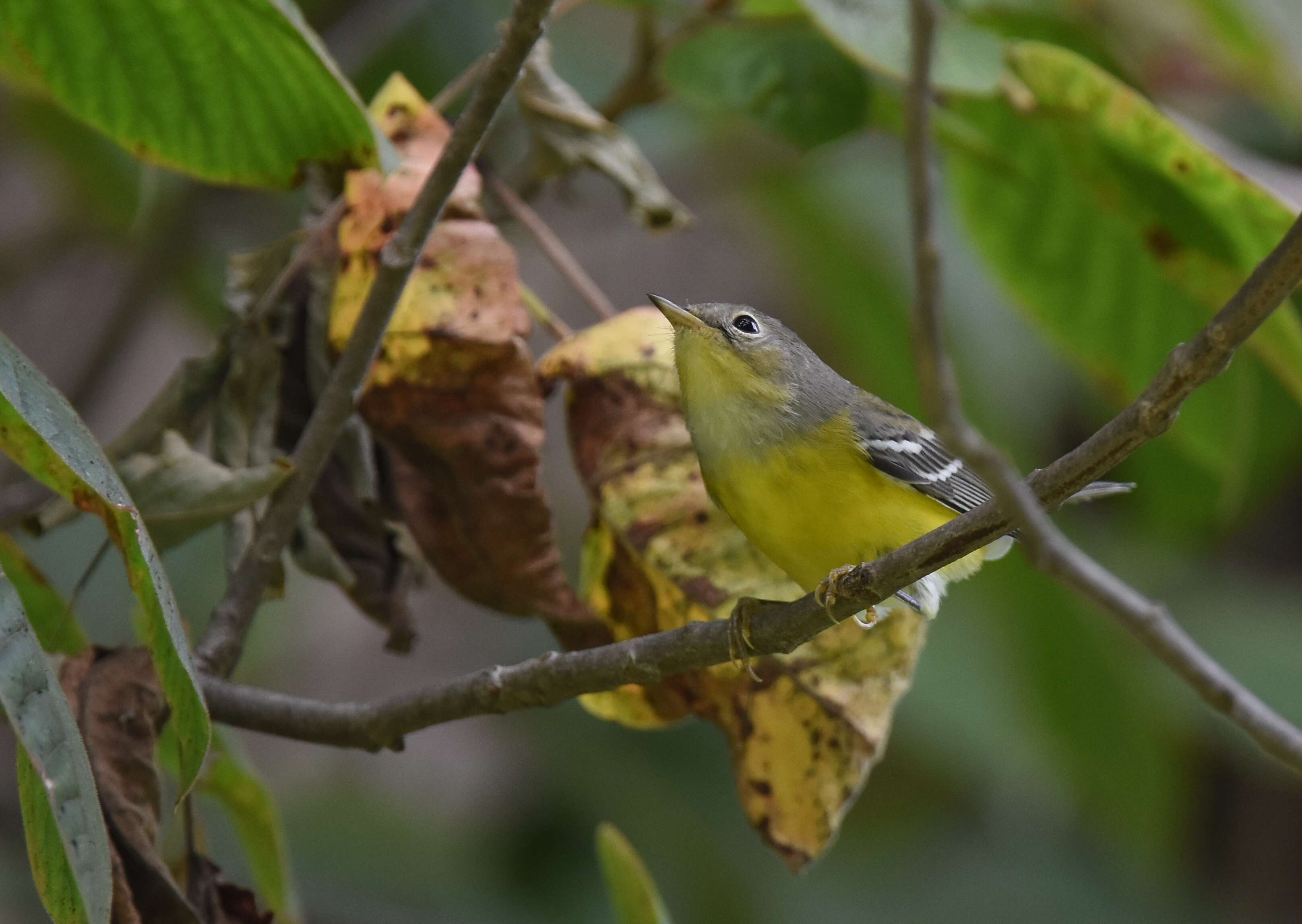 Image of Magnolia Warbler