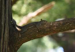 Image of Sciurus subgen. Sciurus Linnaeus 1758