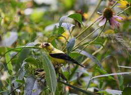 Image of American Goldfinch