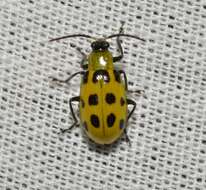 Image of Spotted Cucumber Beetle