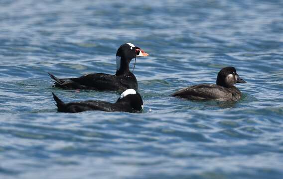 Image of scoter