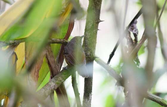 Image of Checker-throated Antwren