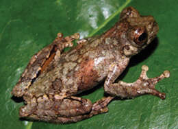 Image of Dendropsophus giesleri (Mertens 1950)