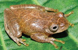 Image of Lesser Treefrog