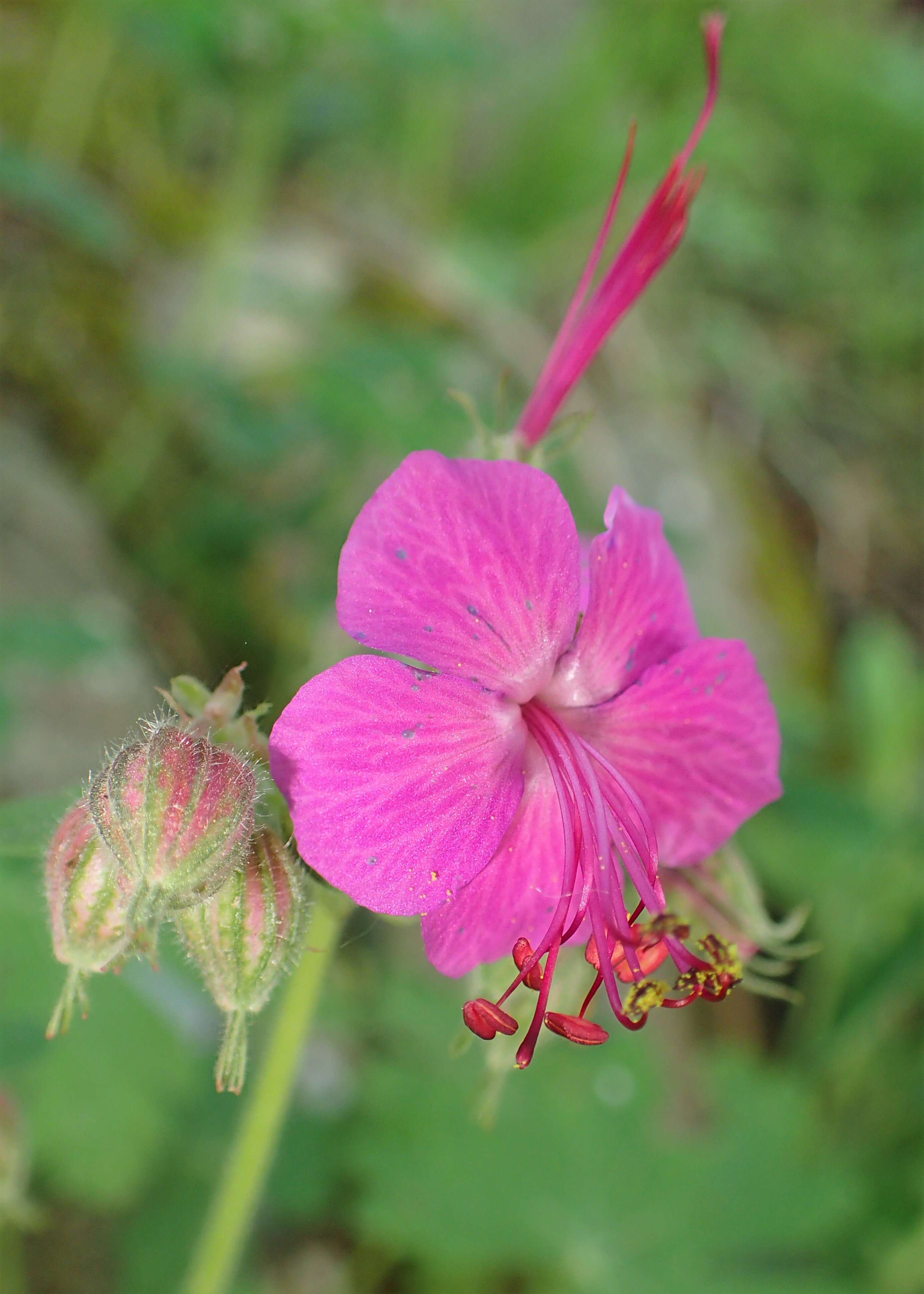 Imagem de Geranium macrorrhizum L.