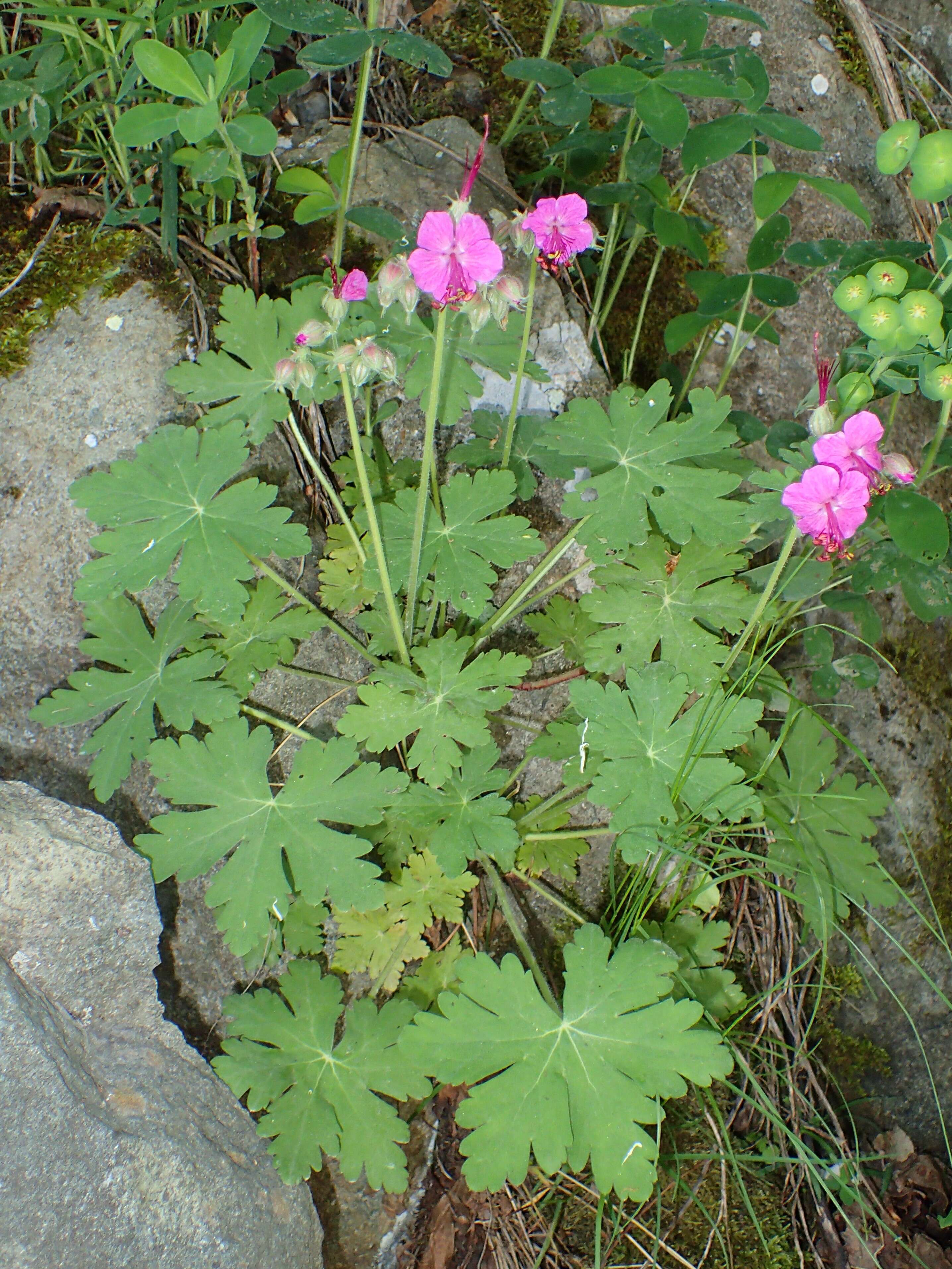 Imagem de Geranium macrorrhizum L.