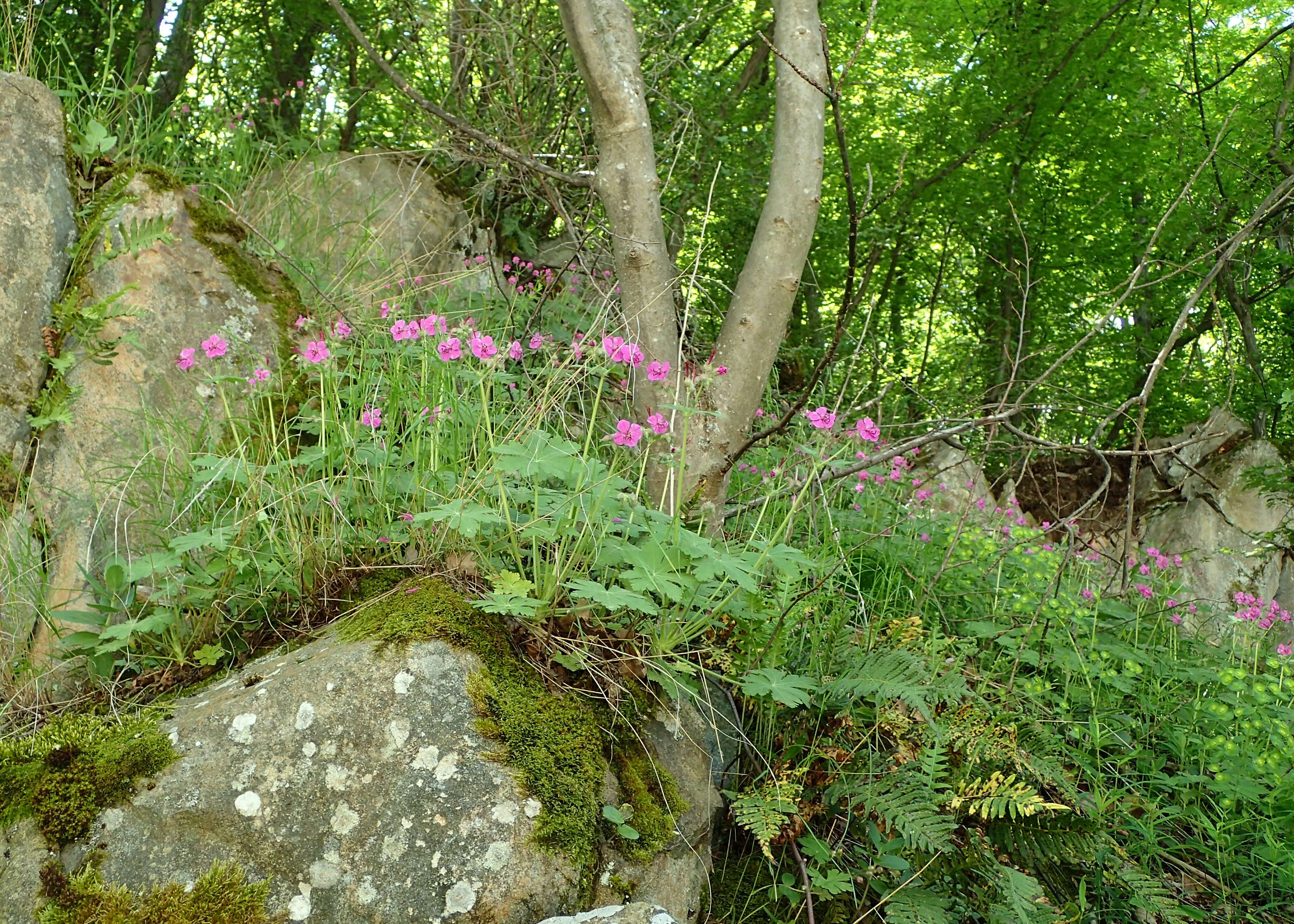 Imagem de Geranium macrorrhizum L.