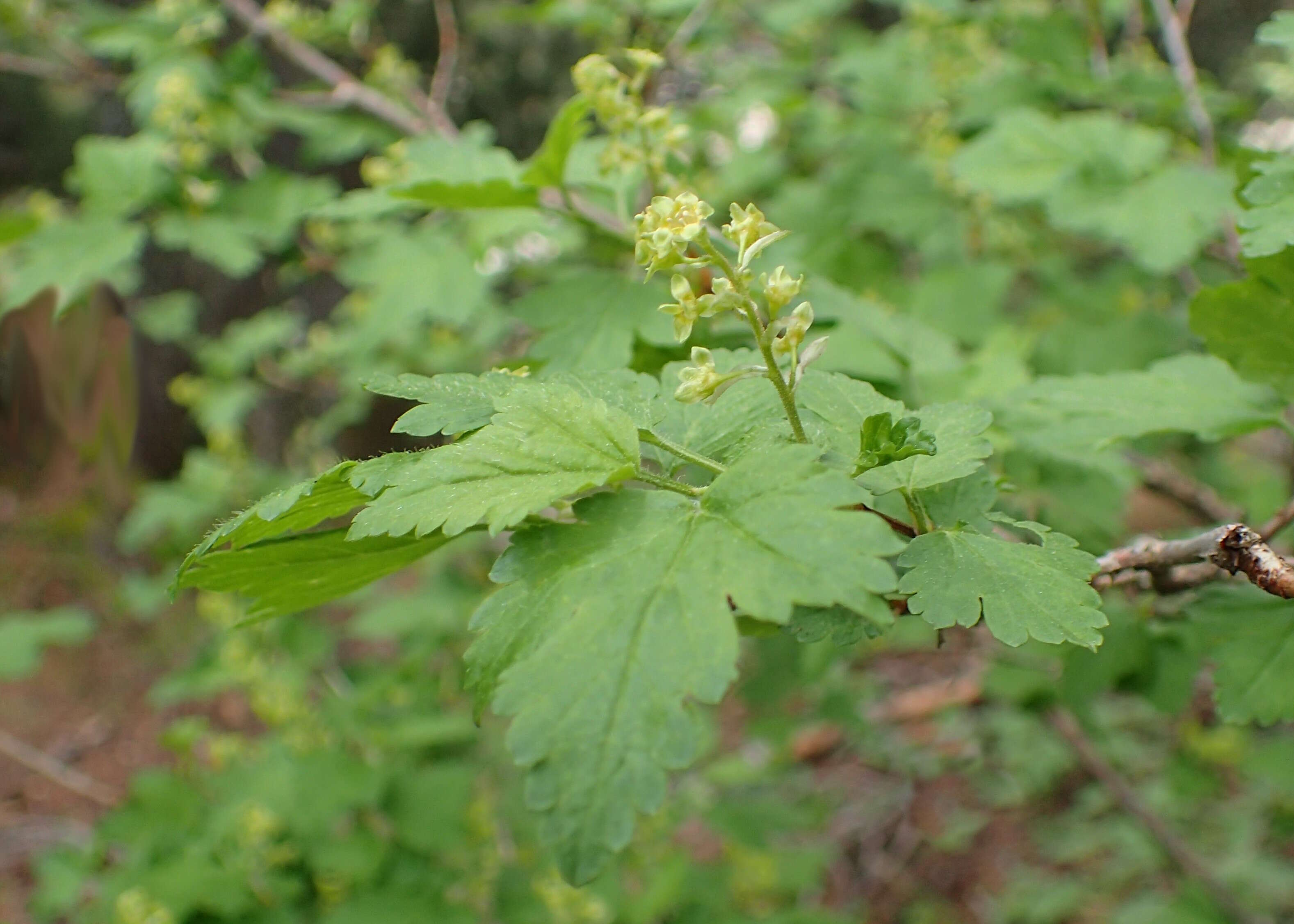 Image of Mountain Currant