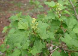 Image of Mountain Currant