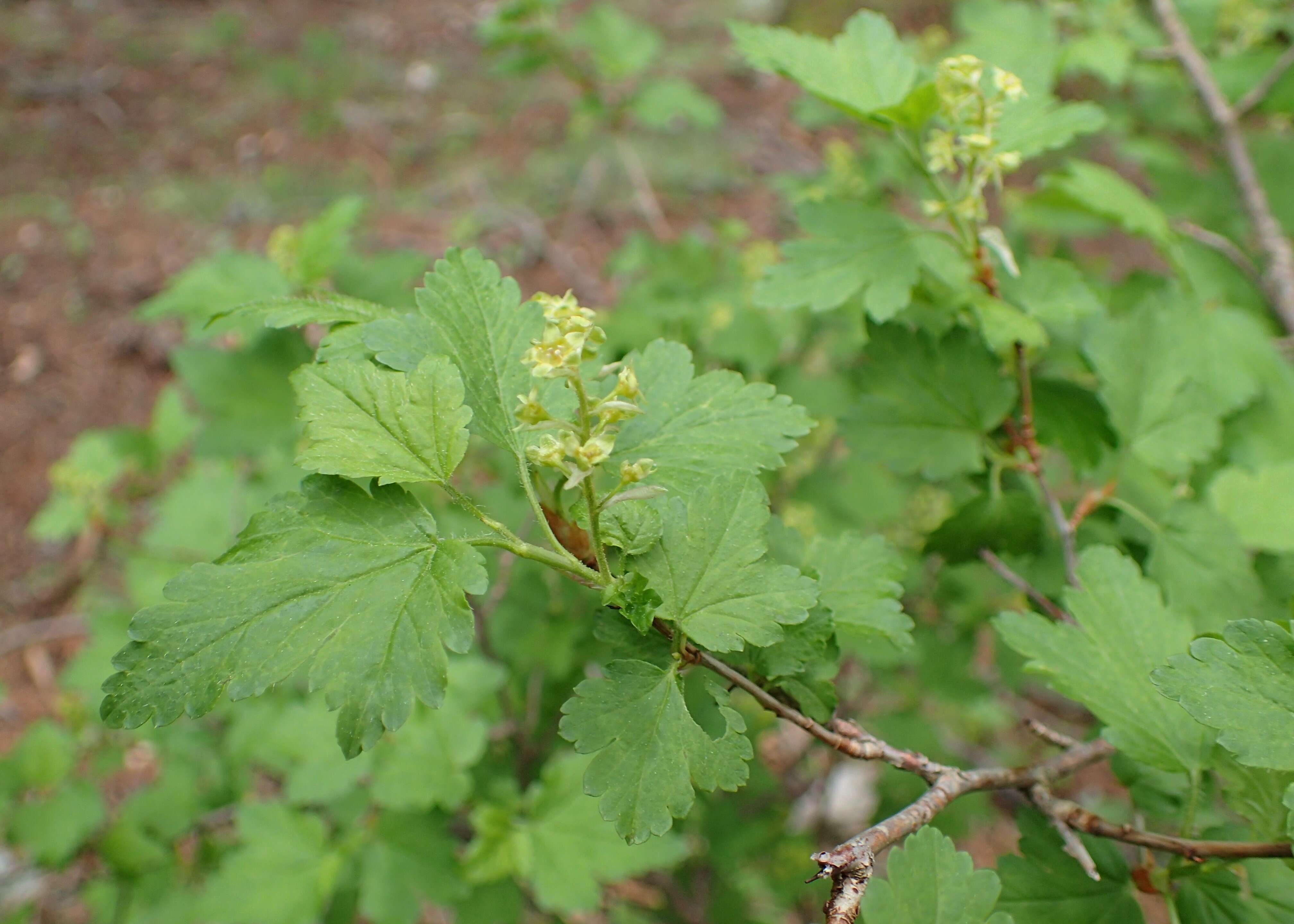 Image of Mountain Currant