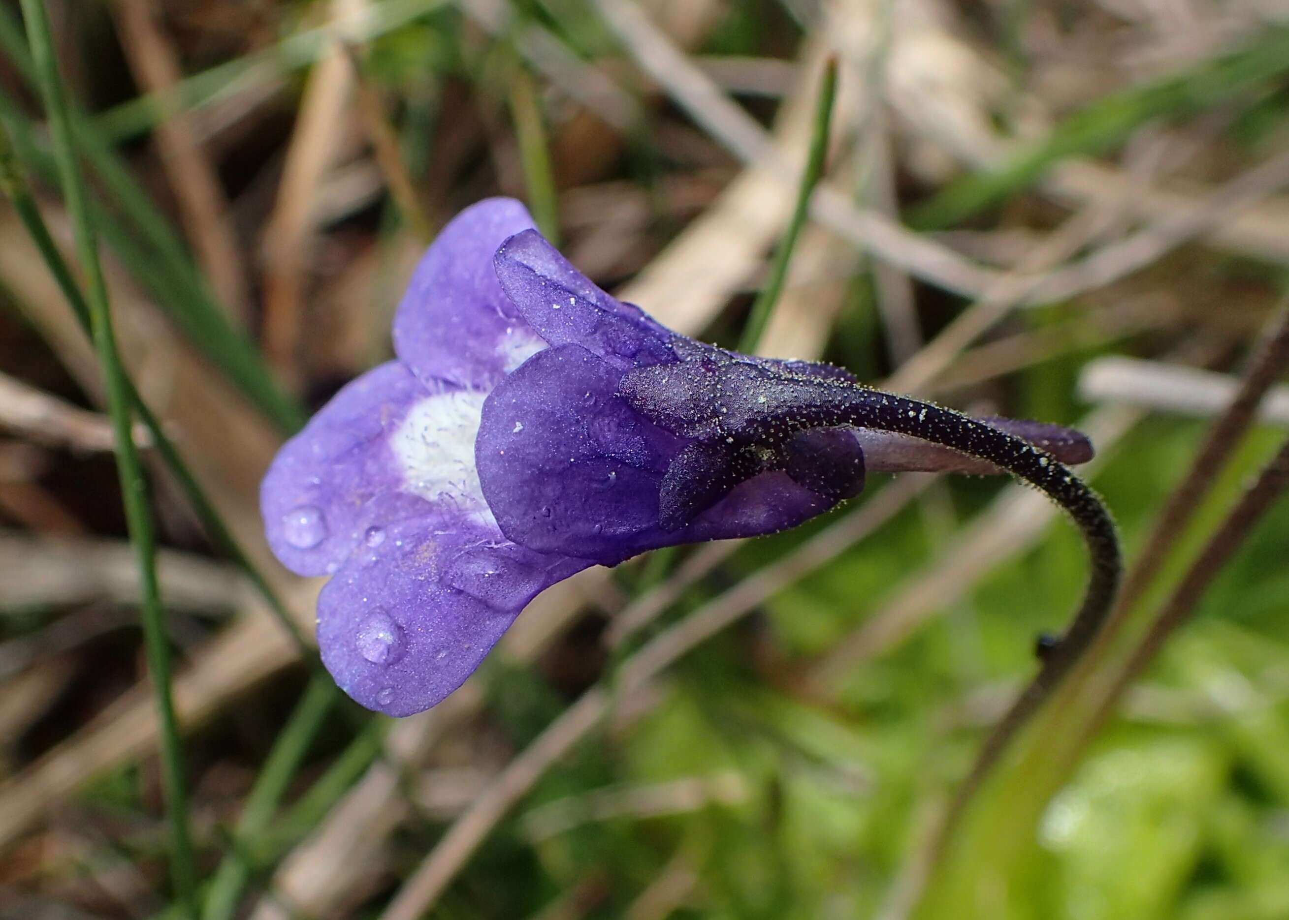 Image of Pinguicula balcanica Casper