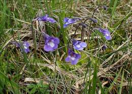 Image of Pinguicula balcanica Casper