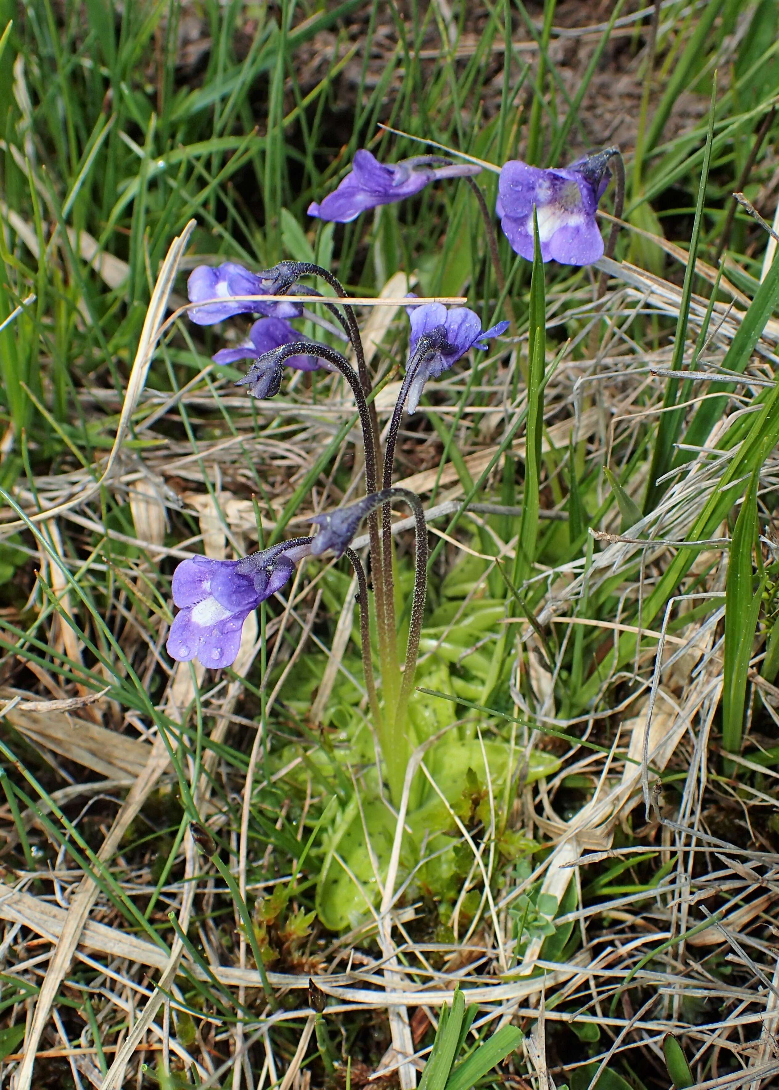 Image of Pinguicula balcanica Casper