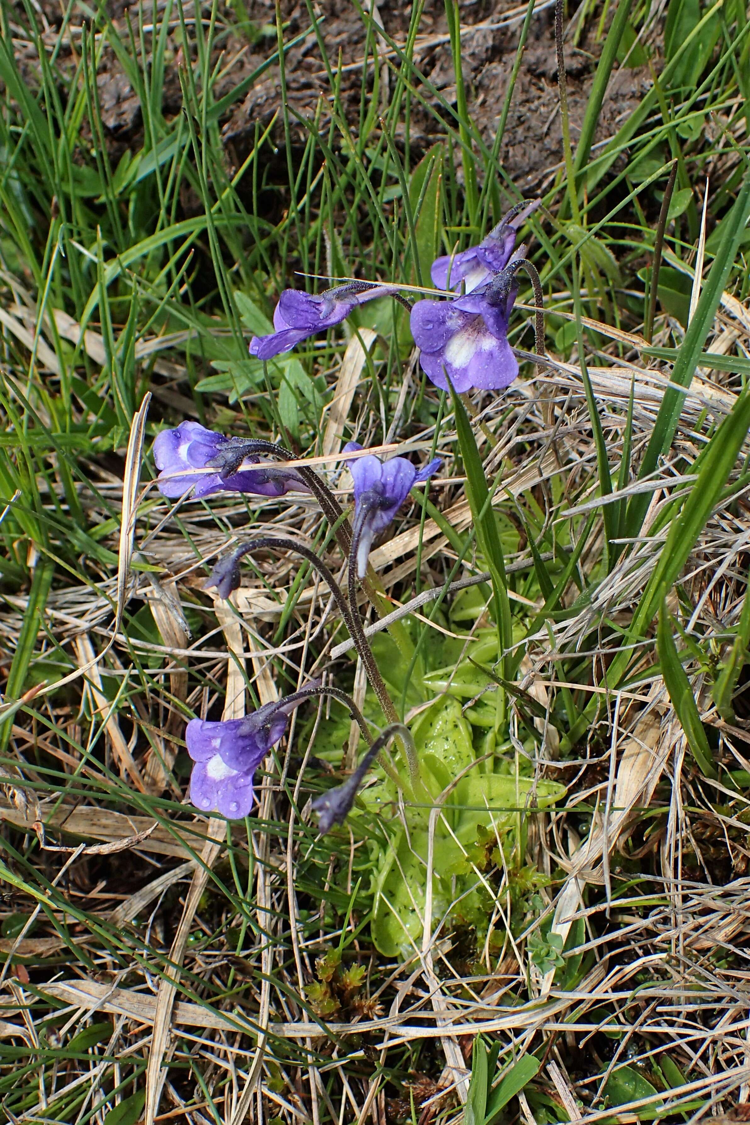 Image of Pinguicula balcanica Casper