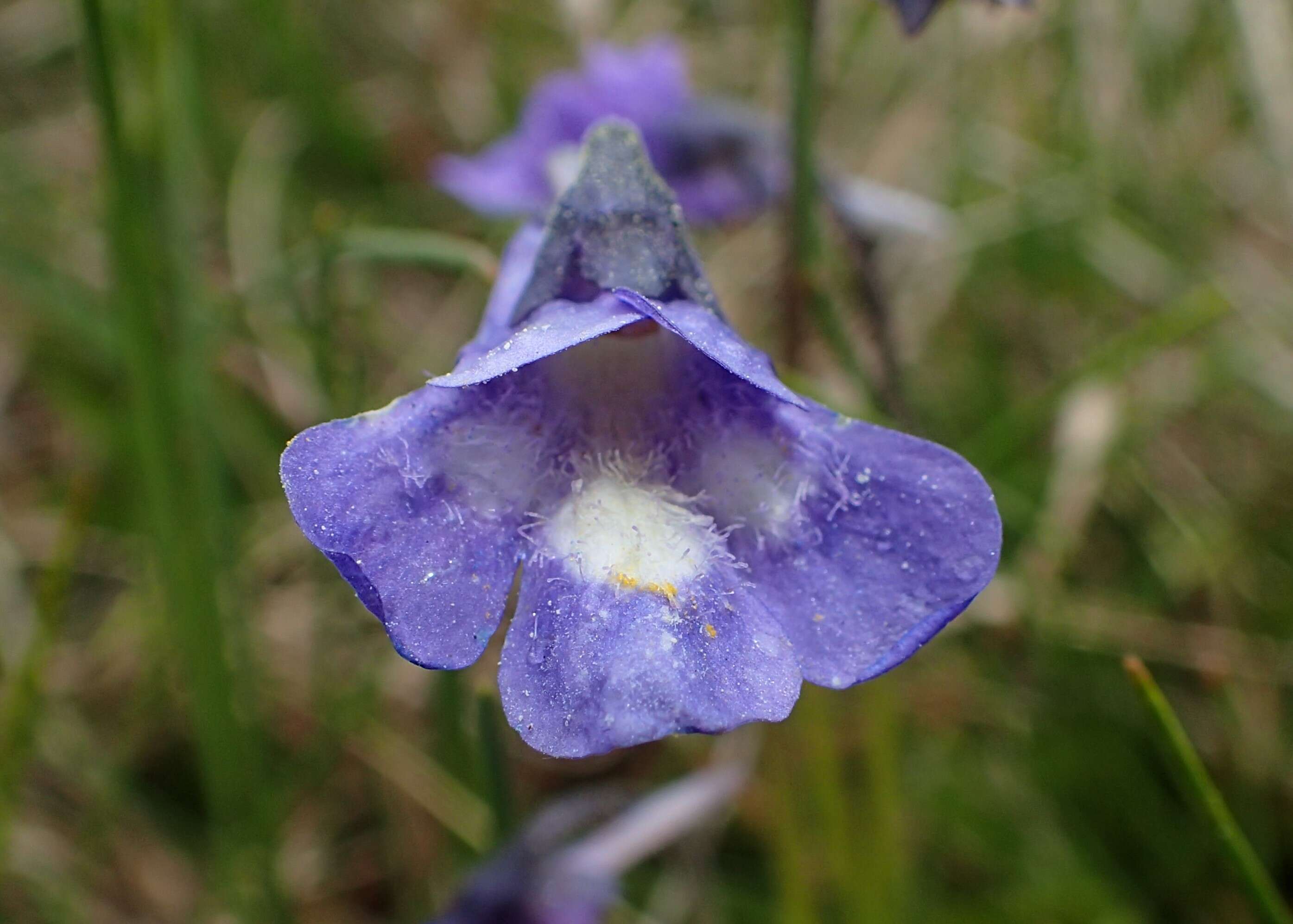 Image of Pinguicula balcanica Casper