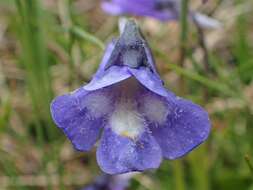 Image of Pinguicula balcanica Casper