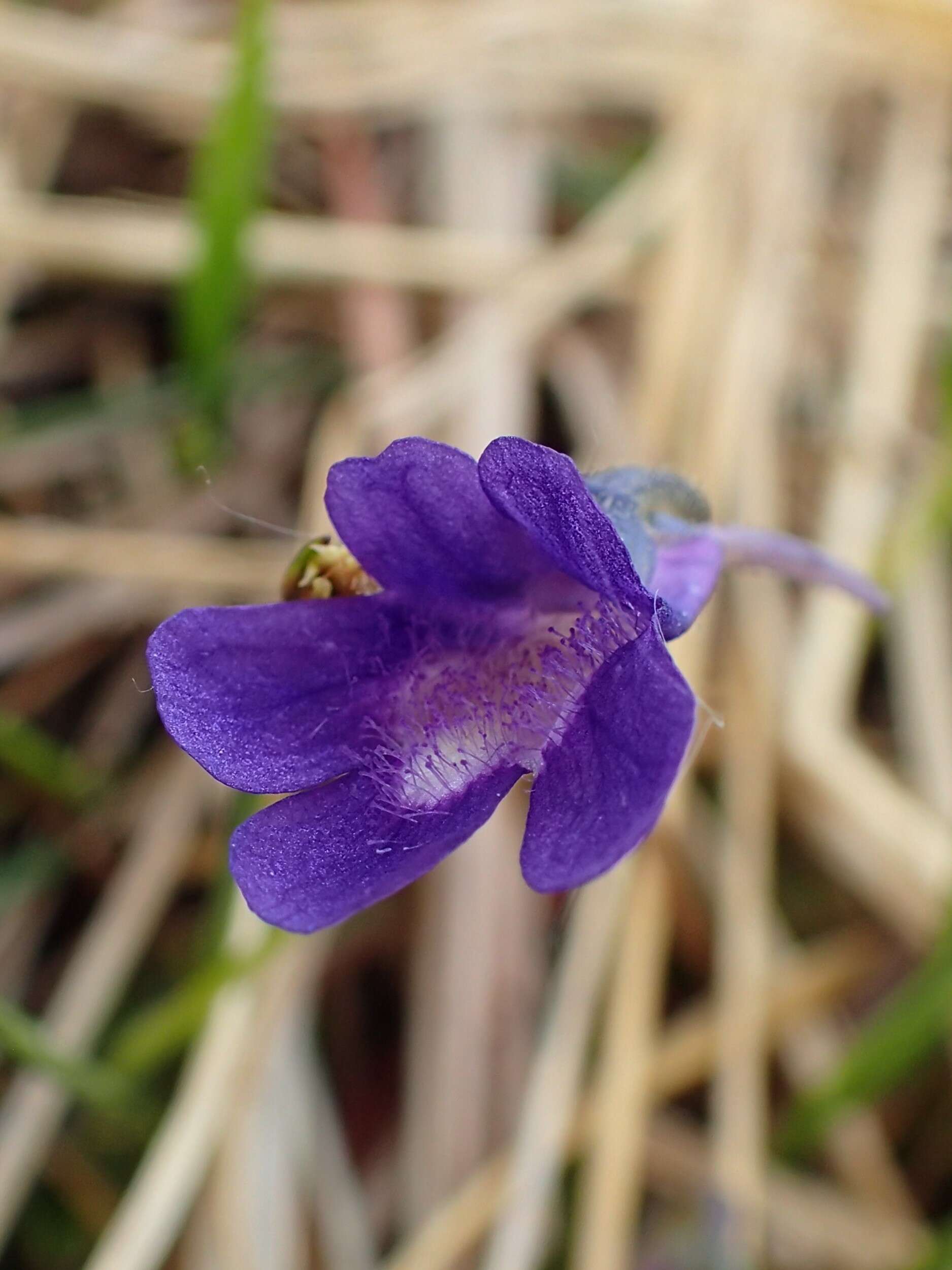 Image of Pinguicula balcanica Casper