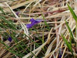 Image of Pinguicula balcanica Casper