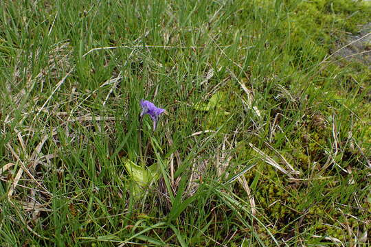 Image of Pinguicula balcanica Casper