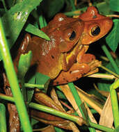 Image of Blacksmith tree frog